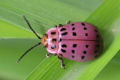 Alagoasa vigintiseptemmaculata