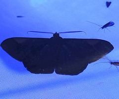 Sphacelodes vulneraria