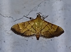 Orphanostigma