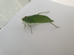 Stilpnochlora incisa