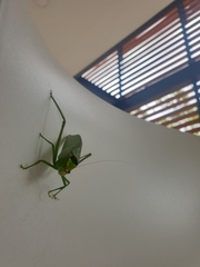 Stilpnochlora incisa