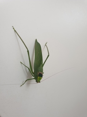 Stilpnochlora incisa
