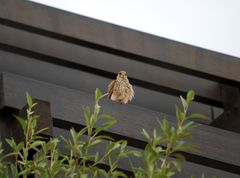 Falco tinnunculus dacotiae