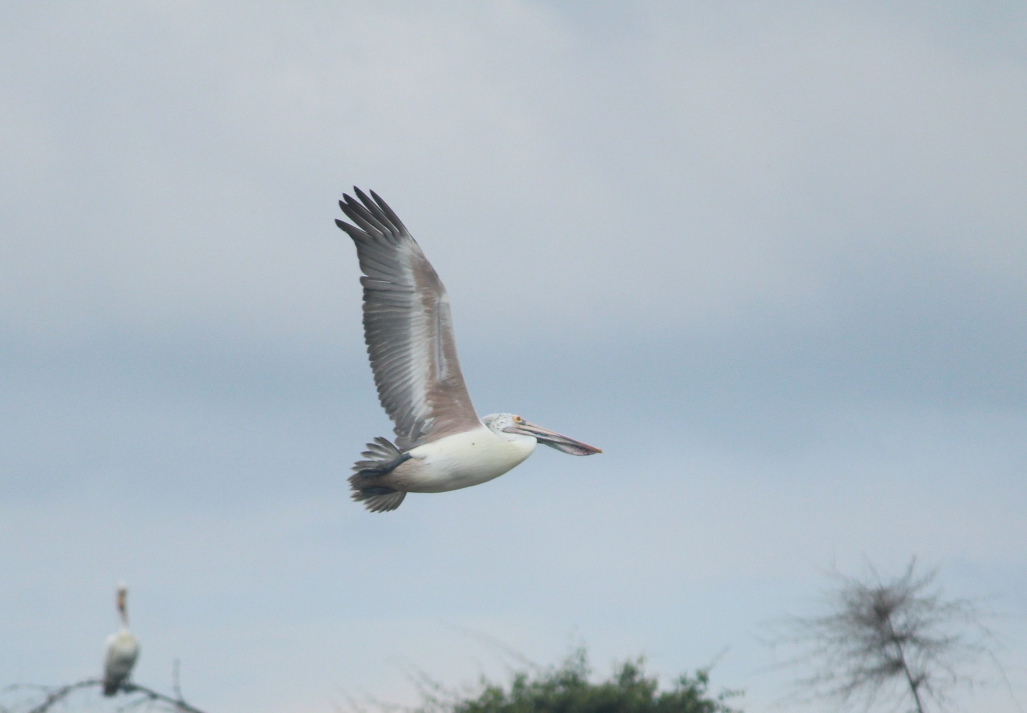 Spot-billed Pelican