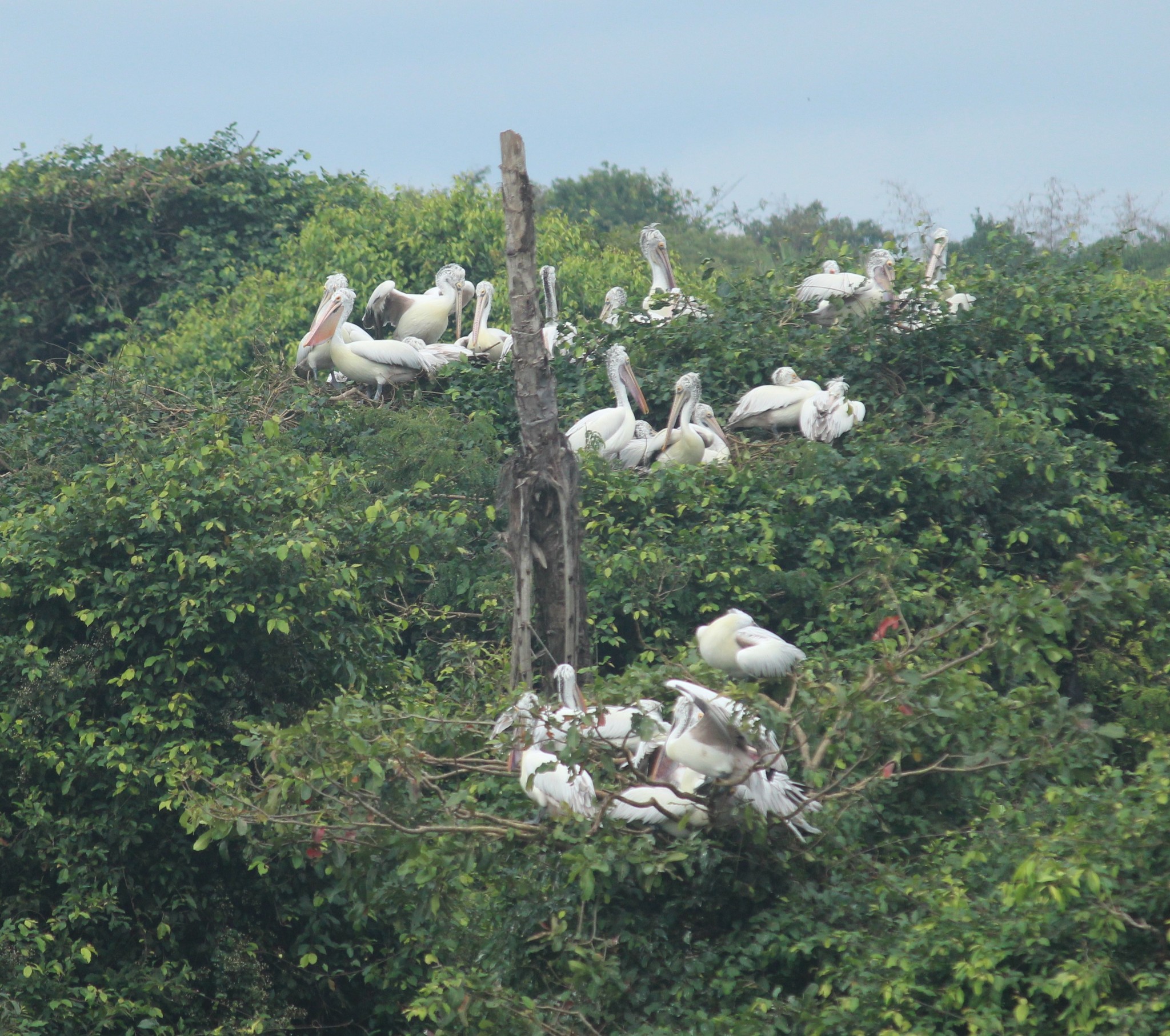 Spot-billed Pelican
