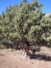Juniperus oxycedrus badia