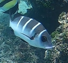 Plectorhinchus playfairi