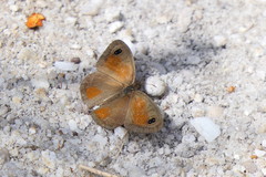 Cassionympha detecta