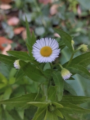 Erigeron annuus
