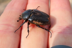 Hypselogenia geotrupina geotrupina