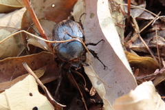 Hypselogenia geotrupina geotrupina