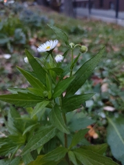 Erigeron annuus