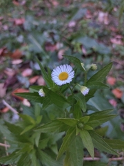 Erigeron annuus