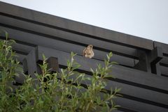 Falco tinnunculus dacotiae