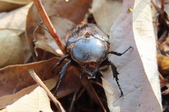 Hypselogenia geotrupina geotrupina