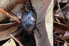 Hypselogenia geotrupina geotrupina