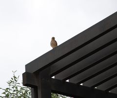 Falco tinnunculus dacotiae