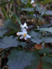 Solanum nigrum