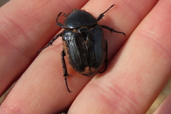 Hypselogenia geotrupina geotrupina