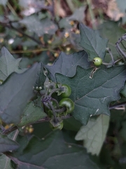 Solanum nigrum