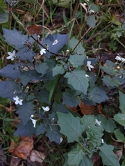 Solanum nigrum