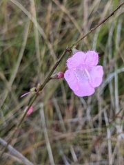 Agalinis aphylla