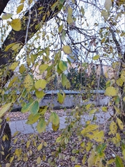 Populus