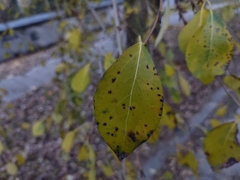 Populus