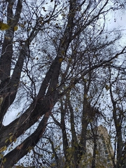 Populus