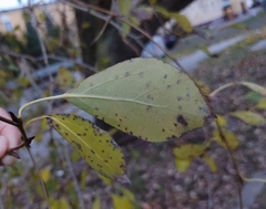 Populus