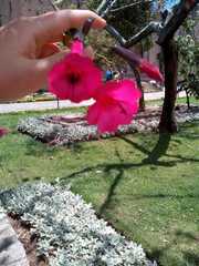 Cantua
