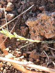 Phyllanthus polygonoides