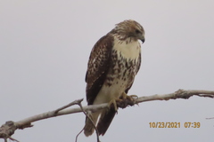 Buteo jamaicensis