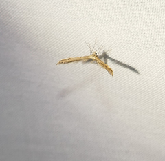 Lioptilodes albistriolatus