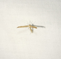 Lioptilodes albistriolatus