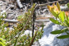 Pinheyschna subpupillata