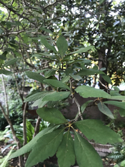 Crataegus aestivalis