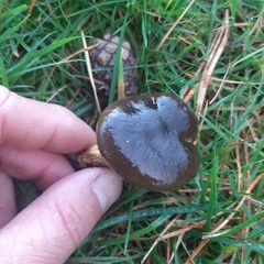 Hygrophorus hypothejus