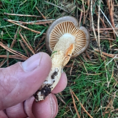 Hygrophorus hypothejus