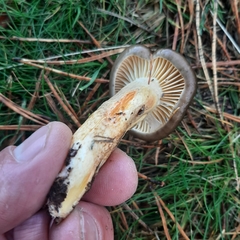 Hygrophorus hypothejus