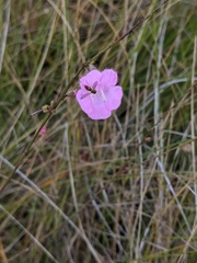 Agalinis aphylla