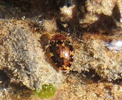 Laccophilus maculosus