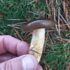 Hygrophorus hypothejus