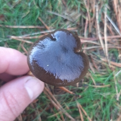 Hygrophorus hypothejus