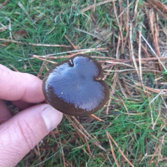 Hygrophorus hypothejus