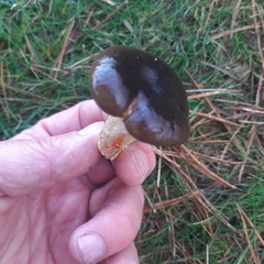Hygrophorus hypothejus