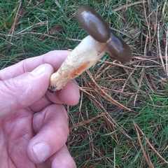 Hygrophorus hypothejus