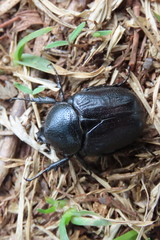 Hypselogenia geotrupina geotrupina