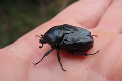 Hypselogenia geotrupina geotrupina