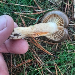 Hygrophorus hypothejus